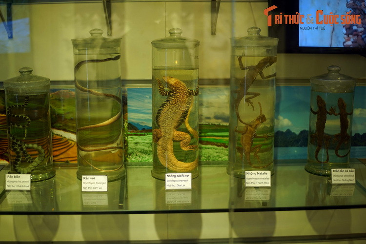 Phần lớn mẫu vật ở đây được lưu trữ trong dung dịch bảo quản, khiến chúng trông như thể vẫn còn "tươi nguyên". Có thể bắt gặp nhiều loài bò sát tiêu biểu của Việt Nam như rắn biển, rắn vòi, thắn lằn cá sấu, các loài nhông...