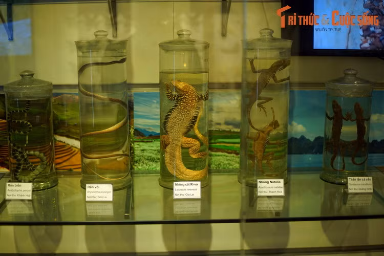 Phần lớn mẫu vật ở đây được lưu trữ trong dung dịch bảo quản, khiến chúng trông như thể vẫn còn "tươi nguyên". Có thể bắt gặp nhiều loài bò sát tiêu biểu của Việt Nam như rắn biển, rắn vòi, thắn lằn cá sấu, các loài nhông...