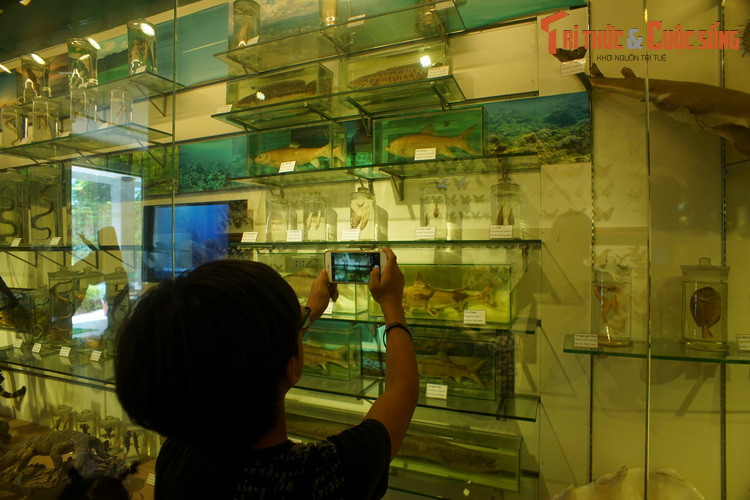 Du khách nhí thích thú khám phá những mẫu tiêu bản sống động của các con vật mà ngày nay ít ai có cơ hội bắt gặp ngoài thiên nhiên.