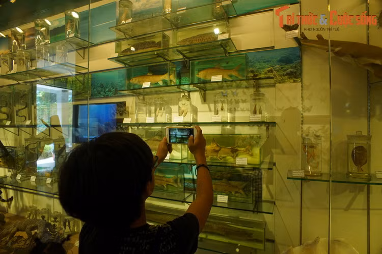 Du khách nhí thích thú khám phá những mẫu tiêu bản sống động của các con vật mà ngày nay ít ai có cơ hội bắt gặp ngoài thiên nhiên.