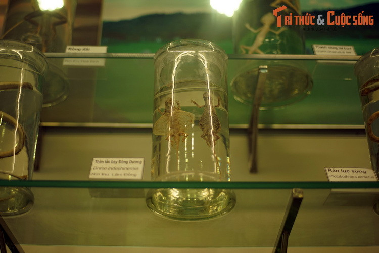 Thằn lằn bay Đông Dương (Draco indochinensis) là một trong những loài bò sát kỳ lạ nhất Việt Nam. xương sườn loài này xòe rộng với các màng nối như đôi cánh, giúp chúng lượn trong không trung những khoảng cách khá xa.