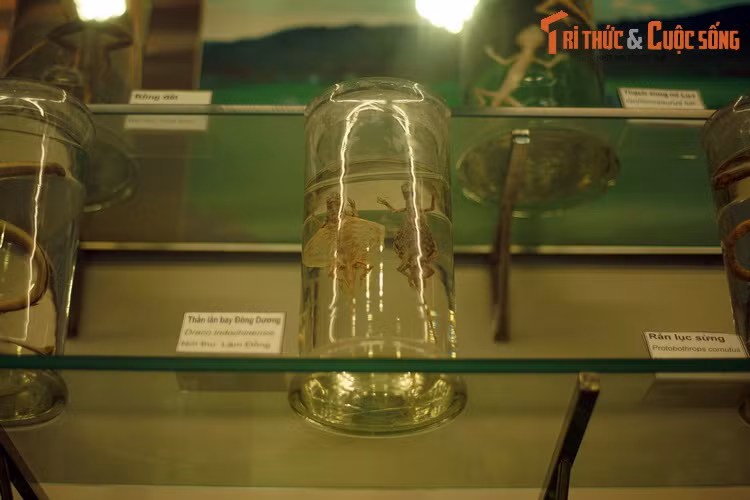 Thằn lằn bay Đông Dương (Draco indochinensis) là một trong những loài bò sát kỳ lạ nhất Việt Nam. xương sườn loài này xòe rộng với các màng nối như đôi cánh, giúp chúng lượn trong không trung những khoảng cách khá xa.