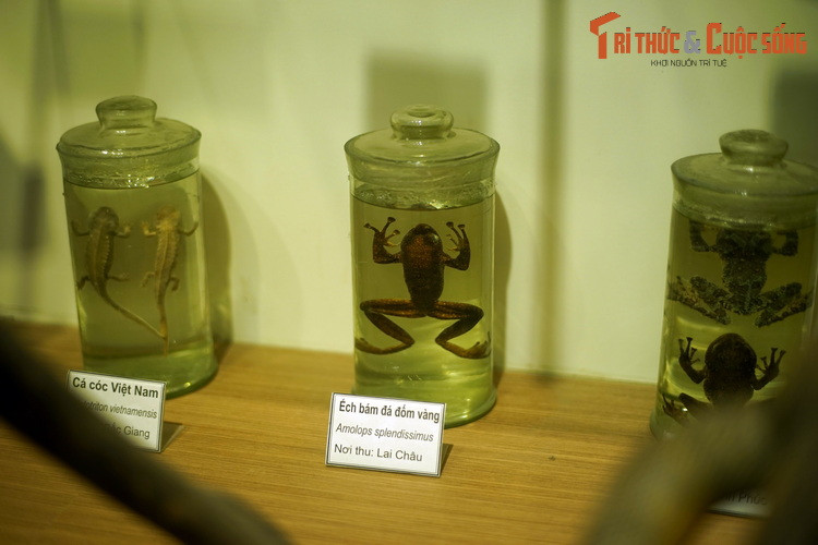 Một số loài lưỡng cư đặc hữu của Việt Nam xuất hiện tại Bảo tàng, như cá cóc Việt Nam, ếch bám đá đốm vàng, ếch cây sần Bắc Bộ. Trong đó, ếch cây sần Bắc Bộ từng được truyền thông quốc tế đưa vào danh sách các loài lưỡng cư kỳ quái nhất trái đất.