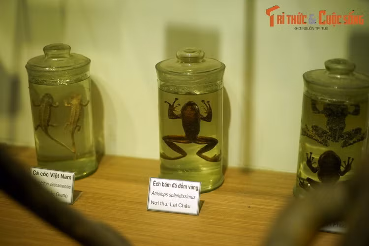 Một số loài lưỡng cư đặc hữu của Việt Nam xuất hiện tại Bảo tàng, như cá cóc Việt Nam, ếch bám đá đốm vàng, ếch cây sần Bắc Bộ. Trong đó, ếch cây sần Bắc Bộ từng được truyền thông quốc tế đưa vào danh sách các loài lưỡng cư kỳ quái nhất trái đất.