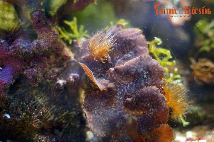 Theo khuyến nghị từ chuyên gia, các cơ quan có thẩm quyền cần đưa ra quy định về sử dụng và quản lý nguồn lợi trai tai tượng như cấm khai thác các cá thể có kích thước nhỏ, cấm khai thác vào mùa sinh sản, nhằm phát triển bền vững nguồn lợi trai tai tượng tại Việt Nam.