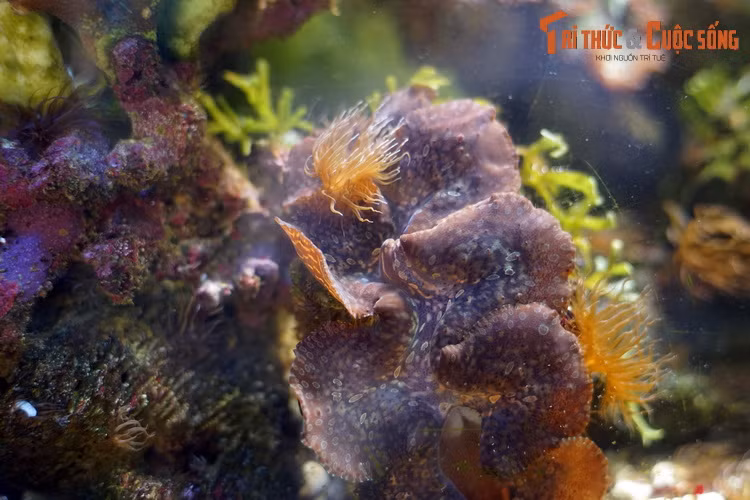 Theo khuyến nghị từ chuyên gia, các cơ quan có thẩm quyền cần đưa ra quy định về sử dụng và quản lý nguồn lợi trai tai tượng như cấm khai thác các cá thể có kích thước nhỏ, cấm khai thác vào mùa sinh sản, nhằm phát triển bền vững nguồn lợi trai tai tượng tại Việt Nam.