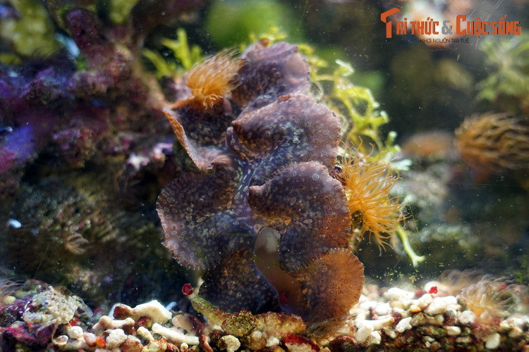 Ở Việt Nam, các loài trai tai tượng đã được khai thác từ lâu đời, là nguồn thực phẩm bổ dưỡng và là mặt hàng xuất khẩu (dạng tươi sống và vỏ) mang lại nguồn thu nhập đáng kể cho ngư dân ven biển và hải đảo.