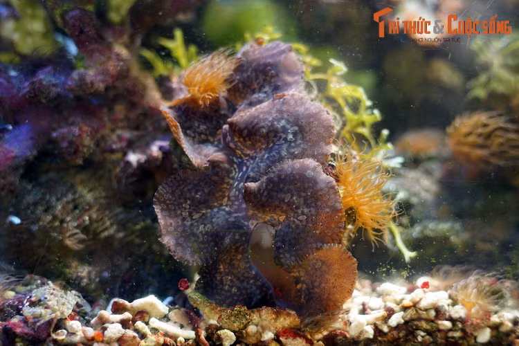 Ở Việt Nam, các loài trai tai tượng đã được khai thác từ lâu đời, là nguồn thực phẩm bổ dưỡng và là mặt hàng xuất khẩu (dạng tươi sống và vỏ) mang lại nguồn thu nhập đáng kể cho ngư dân ven biển và hải đảo.