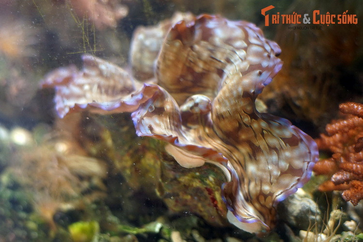 Màng áo của các loài trai tai tượng có màu sắc rực rỡ, gồm các màu màu xanh da trời, xanh lá cây, vàng, tím..., với hoa văn phong phú, hình dạng uốn nếp, đẹp như những đóa hóa giữa lòng đại dương.