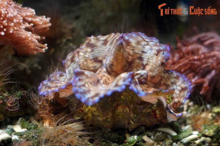 Một con trai tai tượng trong bể nuôi ở Bảo tàng Hải dương học Nha Trang. Cho tới nay, tại vùng biển Việt Nam đã ghi nhận sự phân bố của 5 loài trai tai tượng thuộc họ Tridacnidae trong tổng số 9 loài trên thế giới.