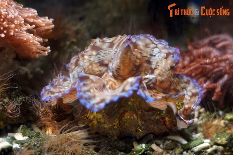 Một con trai tai tượng trong bể nuôi ở Bảo tàng Hải dương học Nha Trang. Cho tới nay, tại vùng biển Việt Nam đã ghi nhận sự phân bố của 5 loài trai tai tượng thuộc họ Tridacnidae trong tổng số 9 loài trên thế giới.