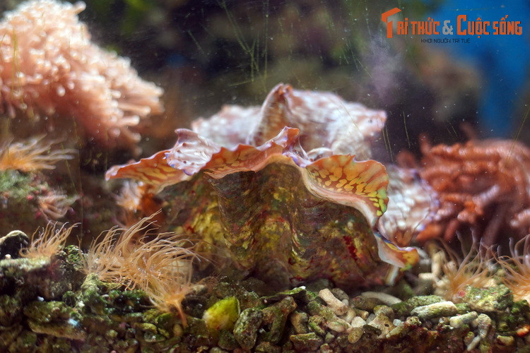 Trong số chúng, trai tai tượng khổng lồ (Tridacna gigas) là loài thân mềm hai mảnh vỏ lớn nhất thế giới. Vỏ của loài này dài trung bình 30-40 cm, những cá thể sống lâu có thể dài tới 1,3 mét, nặng hàng trăm kg. Chúng có ở quần đảo Trường Sa của Việt Nam.