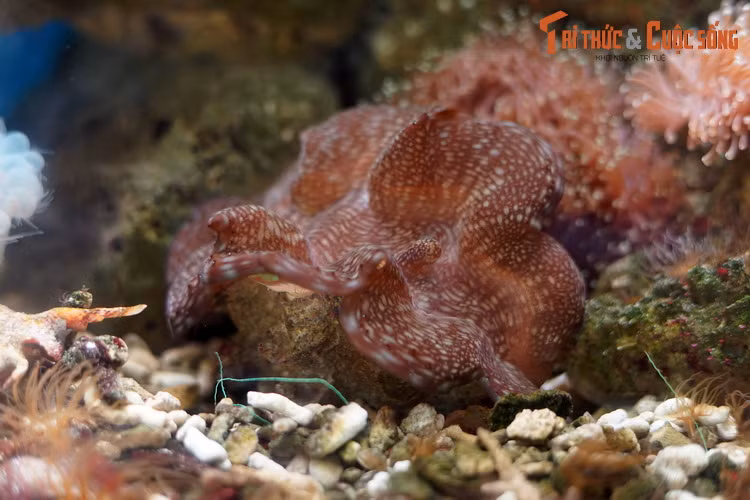 Cả 5 loài trai tai tượng này phân bố chủ yếu ven biển miền Trung và ven các đảo phía Nam (Phú Quốc, Phú Quý, Côn Đảo, vịnh Nha Trang) từ vùng hạ triều đến độ sâu khoảng 20 mét, trên các nền đáy đá hoặc các rạn san hô.