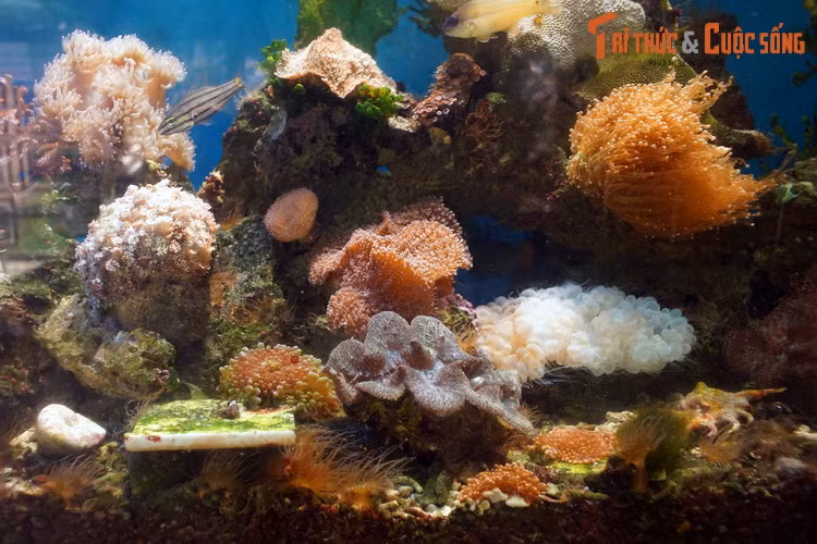 Giữa rạn san hô, trai tai tượng mang vẻ ngoài cuốn hút không kém các loài san hô, hải quỳ.