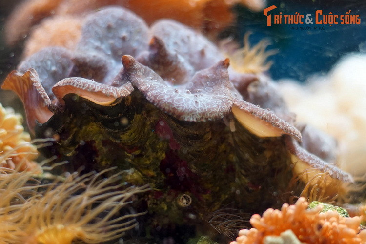 Tuy nhiên, do giá trị kinh tế cao nên nguồn lợi trai tai tượng đang bị khai thác quá mức, giảm sút nhanh chóng, có nguy cơ cạn kiệt trong tự nhiên.