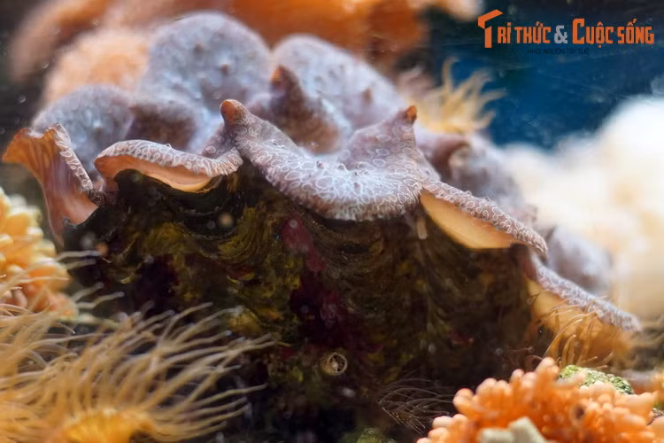 Tuy nhiên, do giá trị kinh tế cao nên nguồn lợi trai tai tượng đang bị khai thác quá mức, giảm sút nhanh chóng, có nguy cơ cạn kiệt trong tự nhiên.