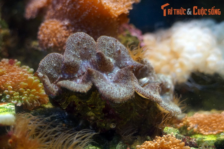 Hiện nay, có ba loài trai tai tượng được cấp phép xuất khẩu ở Việt Nam, gồm trai tai tượng lớn (Tridacna maxima), trai tai tượng vàng nghệ (Tridacna crocea) và trai tai tượng vẩy (Tridacna squamosa).