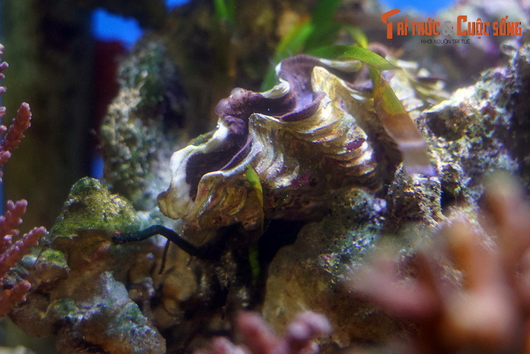 Trên bề mặt vỏ các loài trai tai tượng có các rãnh uốn lượn như làn sóng, đặc biệt rõ nét ở loài trai tai tượng vẩy (Tridacna squamosa).