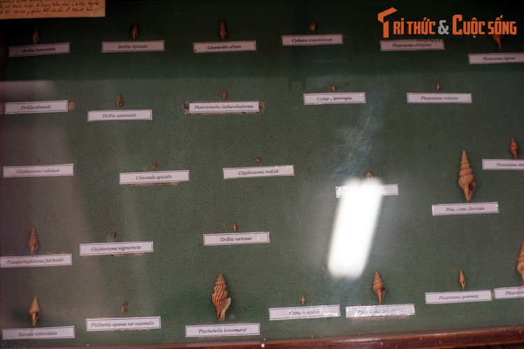 Họ Drilliidae với nhiều loài ốc có kích cỡ rất nhỏ, hình dạng giống mũi khoan.