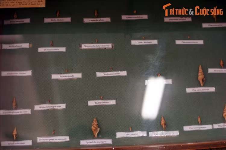 Họ Drilliidae với nhiều loài ốc có kích cỡ rất nhỏ, hình dạng giống mũi khoan.