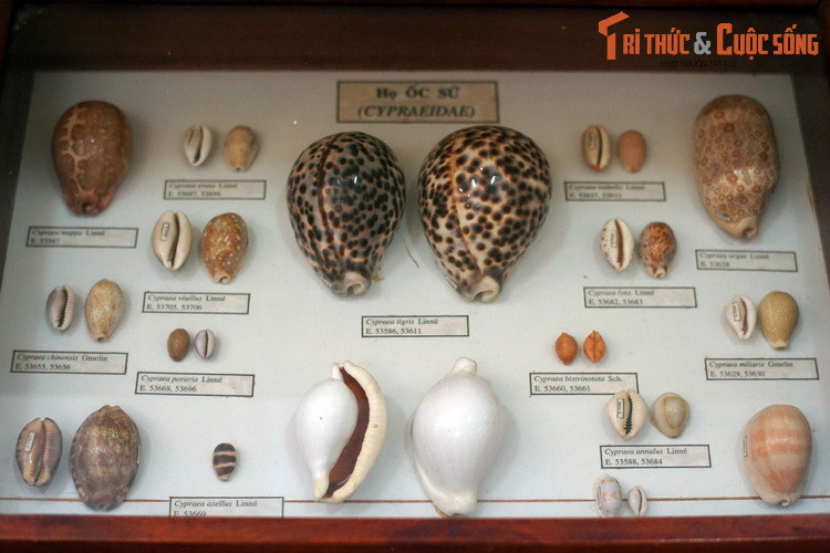 Họ ốc sứ (Cypraeidae), gồm những loài ốc có vỏ tròn trịa, trơn láng, dễ nhận biết.