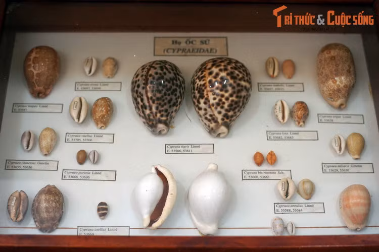 Họ ốc sứ (Cypraeidae), gồm những loài ốc có vỏ tròn trịa, trơn láng, dễ nhận biết.