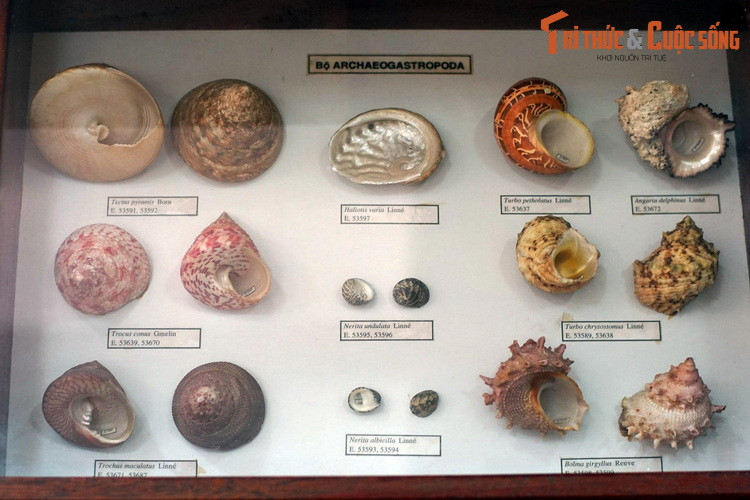 Bộ Archaeogastropoda, với các loài ốc thuộc họ Tegulidae, Haliotidae, Neritidae...