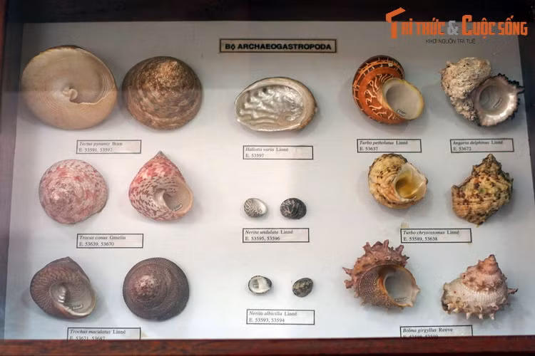 Bộ Archaeogastropoda, với các loài ốc thuộc họ Tegulidae, Haliotidae, Neritidae...