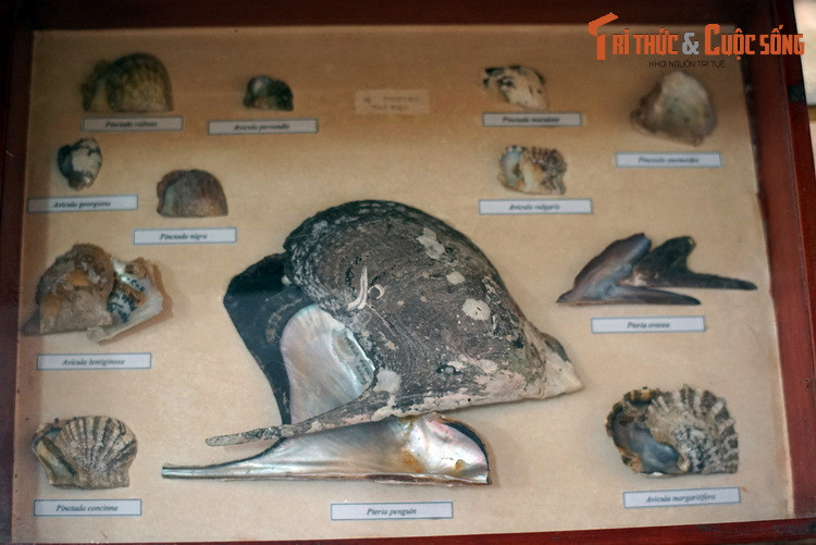 Lớp Thân mềm hai mảnh vỏ (Bivalvia), họ Pteriidae, với đại diện nổi bật là trai lưỡi búa (Pteria penguin).