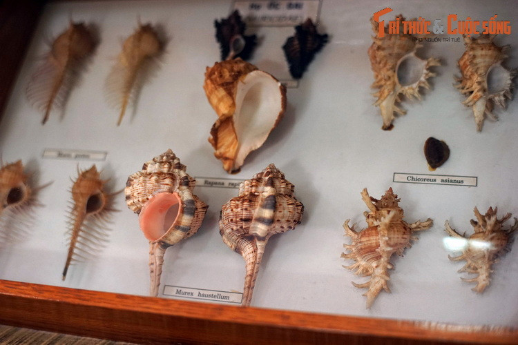 Họ Ốc gai (Muricidae) gồm các loài ốc đa dạng về hình dáng, không phải tất cả đều có gai.