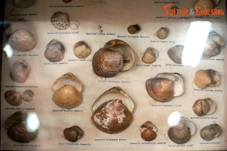 Một số loài khác trong họ Ngao.