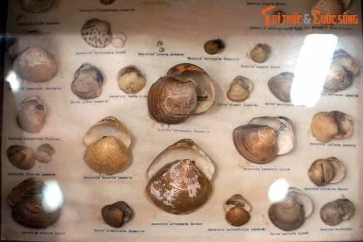 Một số loài khác trong họ Ngao.