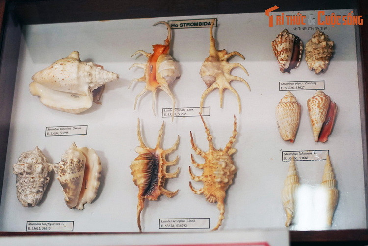 Các mẫu vật thuộc họ Ốc nhảy (Strombidae) trong bộ sưu tập vỏ ốc ở Bảo tàng Hải dương học Nha Trang. Các loài ốc bàn tay là đại diện nổi tiếng của họ này, có ngoại hình ấn tượng với những chiếc gai dài xòe ra như ngón tay ở mép vỏ.