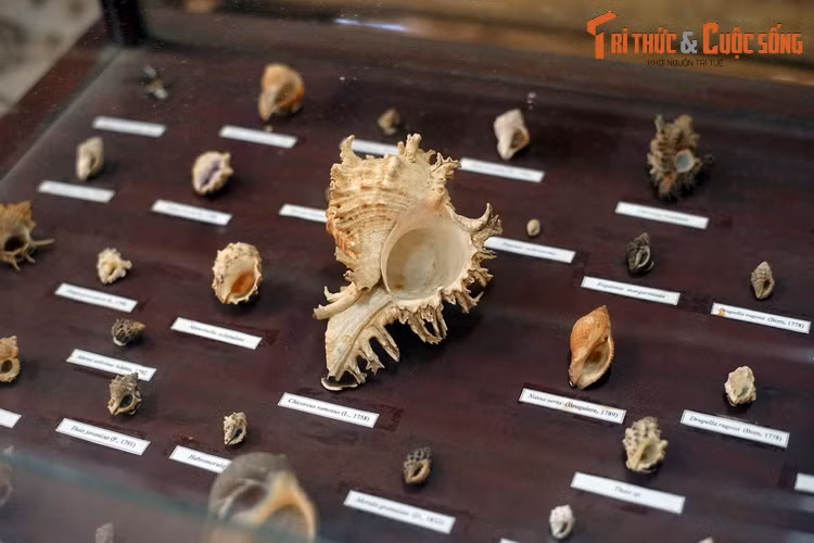 Một số loài trong họ Ốc gai. Trong họ này, ốc gai trắng (Chicoreus ramosus) là loài được khai thác nhiều để làm thực phẩm và đồ mỹ nghệ.