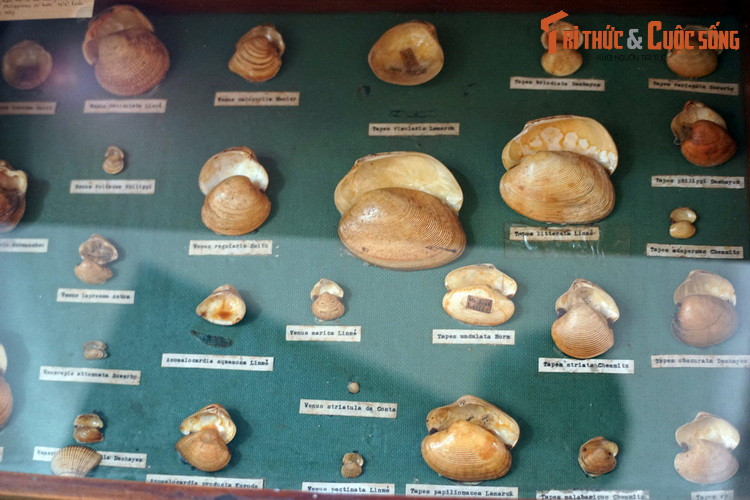 Họ Ngao (Veneridae), gồm các loài ngao hến quen thuộc.