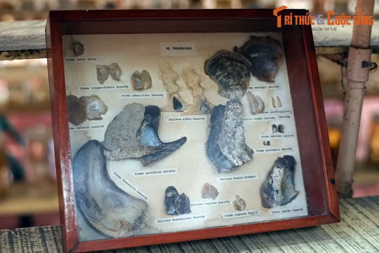 Các loài thân mềm hai mảnh vỏ thuộc họ Vulsellidae.