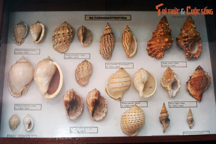 Các loài ốc thuộc họ Tonnidae (ốc giấm), Bursidae, Volutidae, Cassidae..., nằm trong bộ Caenogastropoda.