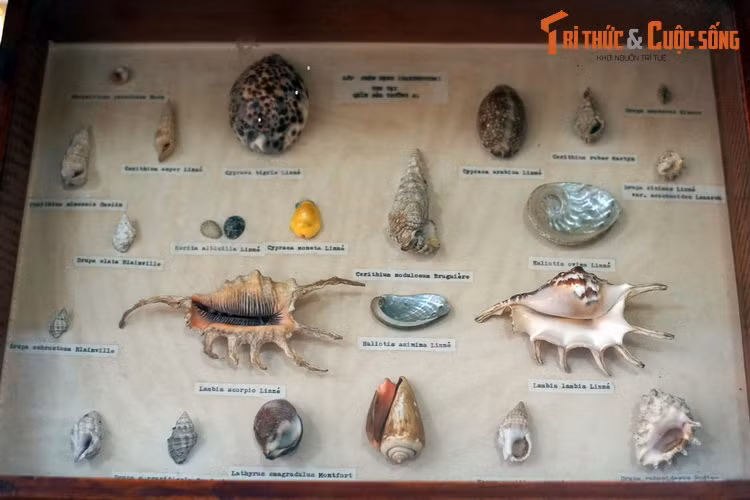 Các loại vỏ ốc thuộc lớp Chân bụng (Gastropoda) được thu thập tại quần đảo Trường Sa của Việt Nam.