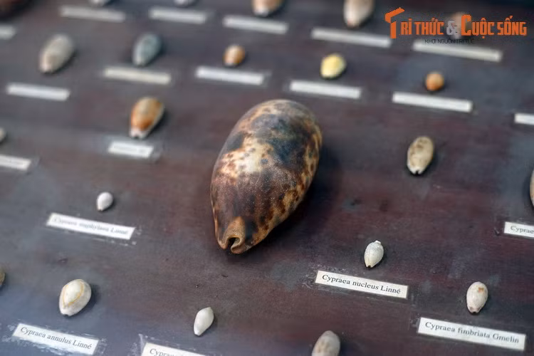 Một số loài ốc sứ. Đây là nhóm ốc được khai thác nhiều để phục vụ cho ngành sản xuất đồ mỹ nghệ.