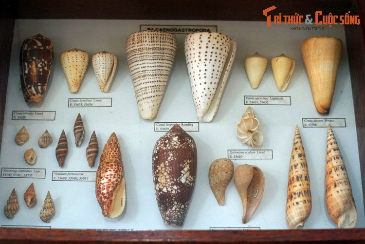 Một số họ khác trong bộ Caenogastropoda, với các gương mặt quen thuộc như ốc cối, ốc măng.