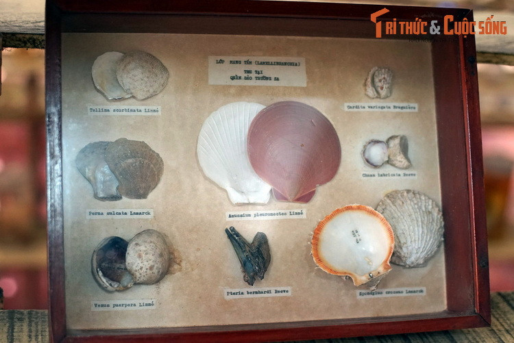 Vỏ các loài thuộc lớp Thân mềm hai mảnh vỏ (tên gọi cũ lớp Mang tấm, Lamellibranchia) được thu thập tại quần đảo Trường Sa của Việt Nam.