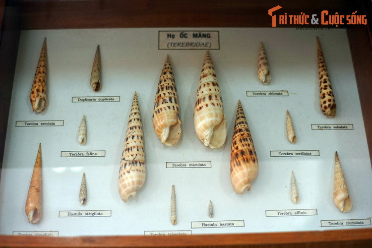 Họ Ốc măng (Terebridae) gồm các loài ốc có hình dạng như búp măng.