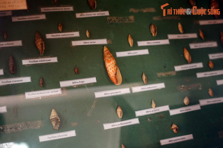 Các loài trong họ Ốc mũ (Mitridae). Loài Mitra episcopalis trong họ này được biết đến rộng rãi, thường bị nhầm với các loài ốc măng.