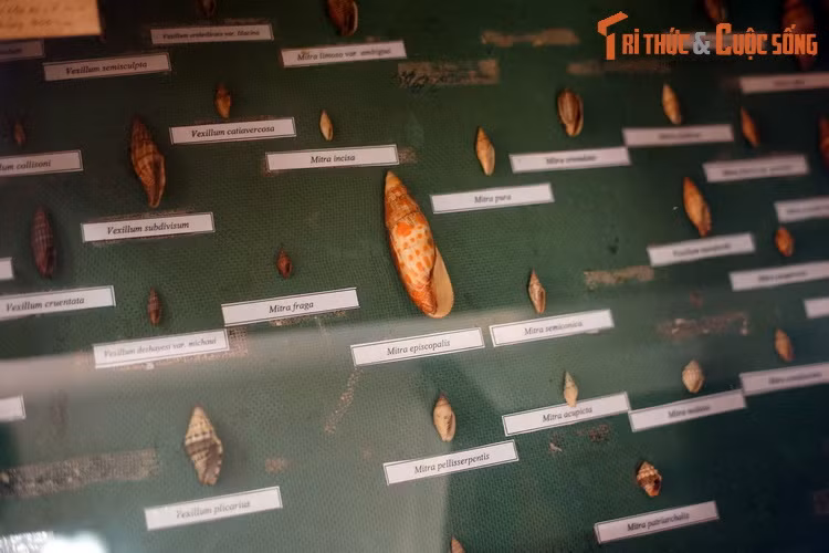 Các loài trong họ Ốc mũ (Mitridae). Loài Mitra episcopalis trong họ này được biết đến rộng rãi, thường bị nhầm với các loài ốc măng.