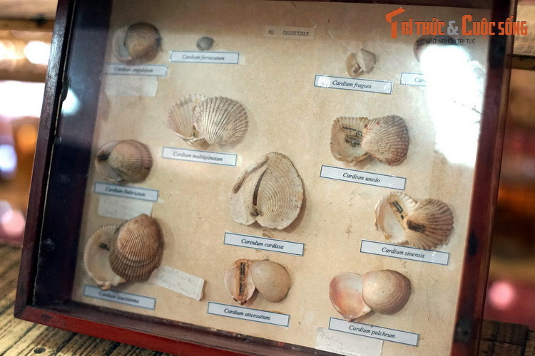 Họ Sò nứa (Cardiidae), gồm những loài sò là hải sản quen thuộc của con người.