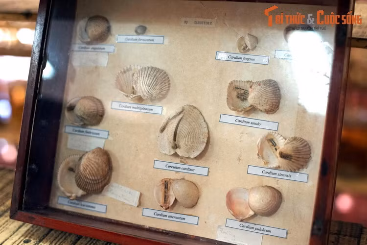 Họ Sò nứa (Cardiidae), gồm những loài sò là hải sản quen thuộc của con người.