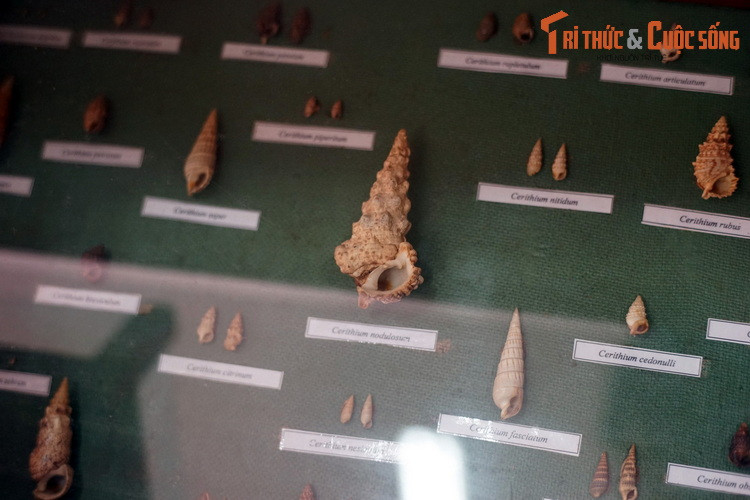 Họ Ốc quắn (Cerithiidae).