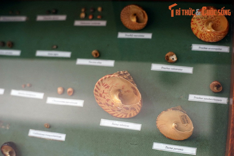 Họ Trochidae, với đại diện nổi tiếng là ốc đụn cái hay ốc vú nàng.