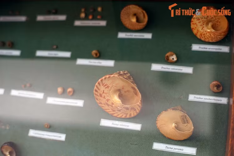 Họ Trochidae, với đại diện nổi tiếng là ốc đụn cái hay ốc vú nàng.