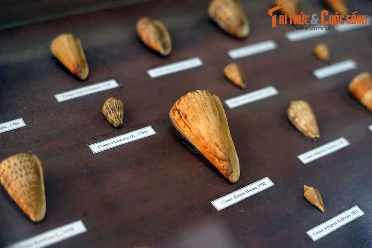 Họ Ốc cối (Conidae).